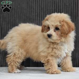 Gina, Bich-Poo Puppy